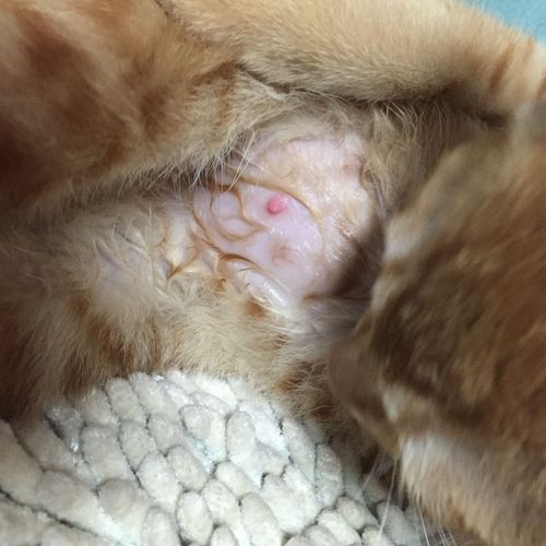 猫猫母的,流浪猫几个月大吧.刚发现它肚子有个小红点一直在舔.