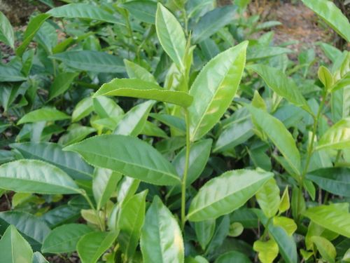 茶树的有性繁殖和无性繁殖详解