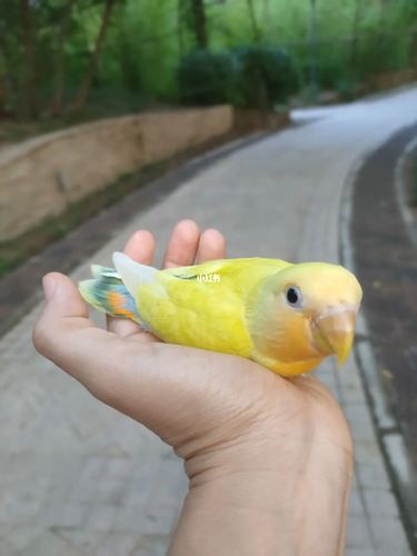 傍晚在小区里遛鸟 43天金面澳桂_k2百合湾自由行热门攻略_鹦鹉_牡丹