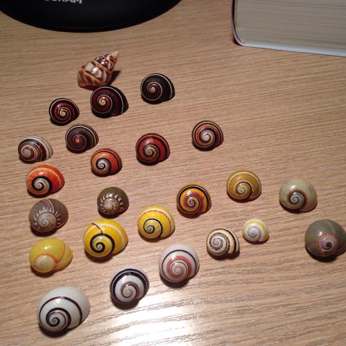 田螺香螺海螺等各种螺壳的旋转方向都是一样的吗?