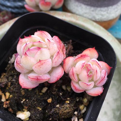 精品橘子冰多肉 正版稀有贵货月影系 盆栽绿植多肉植物