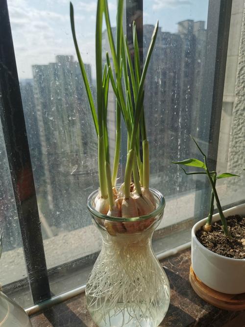水培大蒜观察日记