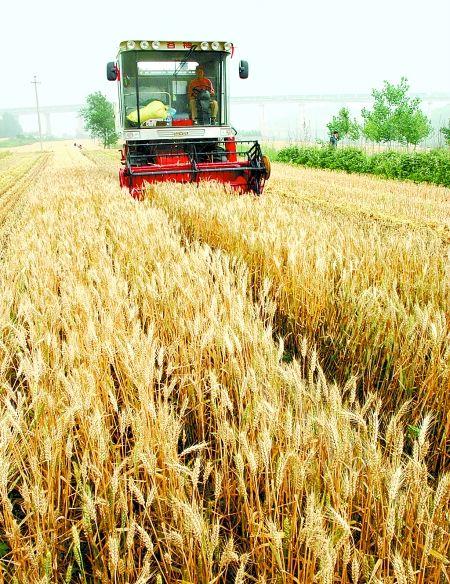 关于收割小麦的手抄报 手抄报简单又好看