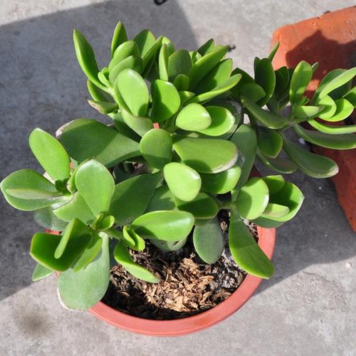 阳台客f厅桌面多肉植物玉树盆栽观叶绿植燕子掌发财树金枝玉叶盆