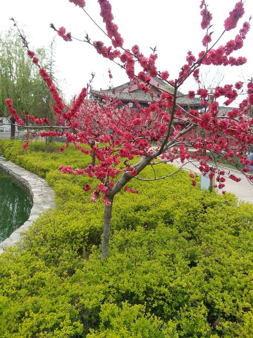 柳绿花红,故人忆中