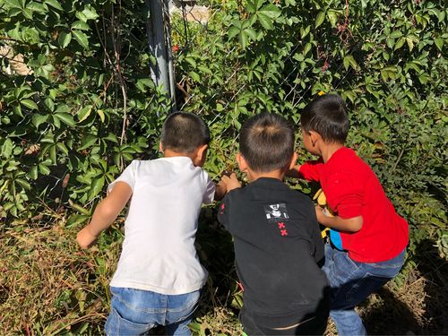 库伦旗先进幼儿园汉大班开展难忘的童年游戏——捉蟋蟀