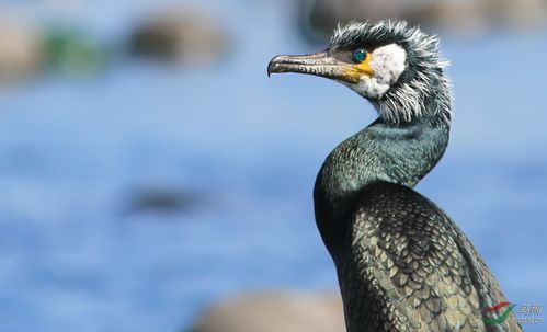 绿背鸬鹚的繁殖羽