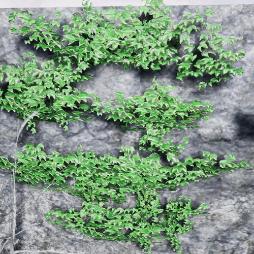 ue4攀岩植物攀爬植物绿植缠绕吸附卷须蔓生climbingplants