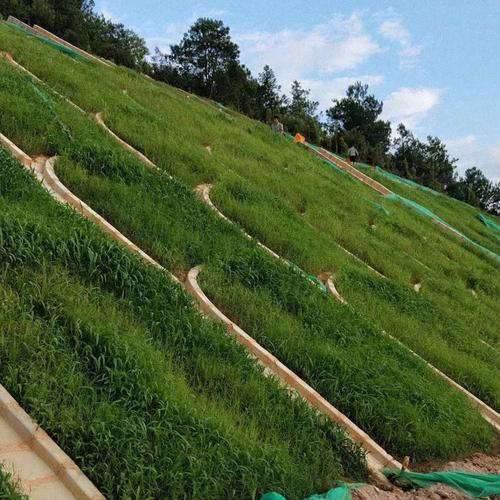 抗旱耐寒草坪种子四季青不修剪绿化草籽庭院护坡草黑麦草皮高羊茅