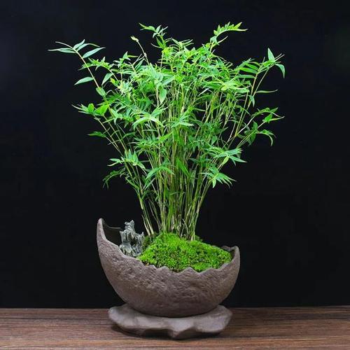 家里养盆小竹子,节节高升,寓意好,好养又耐欣赏