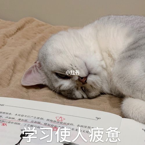 冬瓜表情包2学习使人烦恼猫咪表情包93宠物表情包 一天冬瓜趴在我的