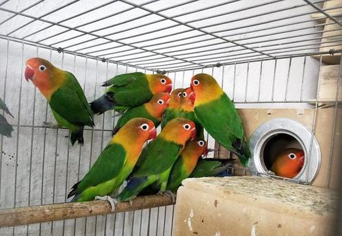 3,桃面牡丹鹦鹉