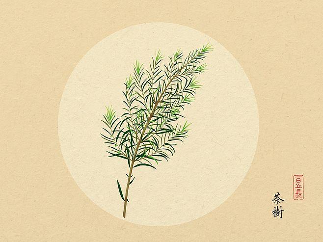 澳洲茶树插画