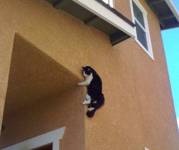 猫咪高楼落下真的是用脚着地吗?