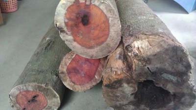 图:小叶紫檀原木