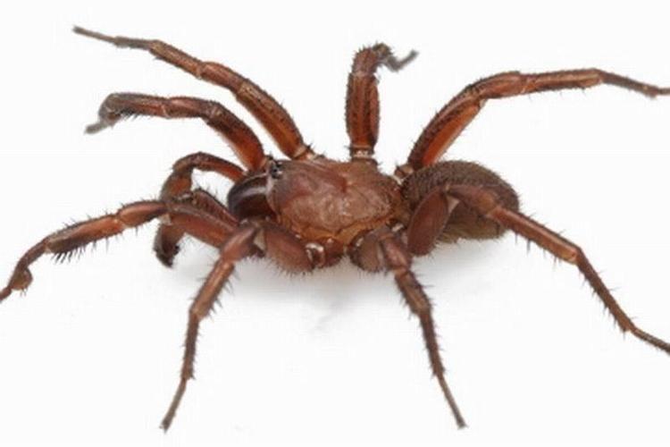 赭色老虎暗门蜘蛛