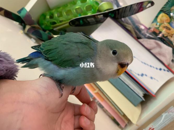 牡丹鹦鹉 绿金顶_鹦鹉_牡丹_墨绿色_滤镜_手养牡丹鹦鹉_宠物_宠物其他