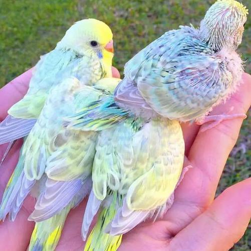 为kevinsbirds的18岁男孩从小就非常喜欢这种澳洲土特产——虎皮鹦鹉