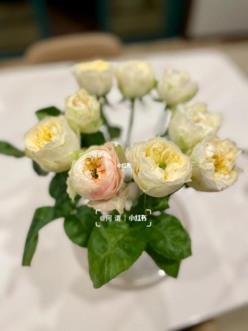 单头玫瑰|玉蝴蝶_鲜花_点缀生活的鲜花_家居家装_家居