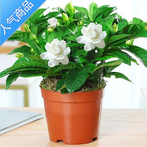 yicheng栀子花盆栽带花苞花卉绿植物室内枝枝花苗好养的四季开花水培