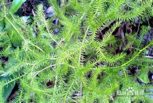 伸筋草的作用有哪些