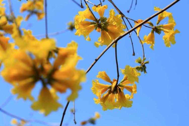 黄花风铃木欣赏