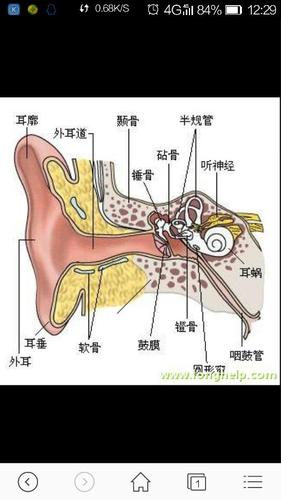 我有更好的答案 1条回答 这就是耳朵内部的结构图 为您推荐: 其他