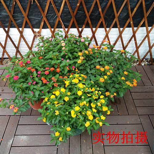 [上海家乐园艺] 五色梅花卉盆栽庭院花园植物马缨丹耐热耐晒花开不断