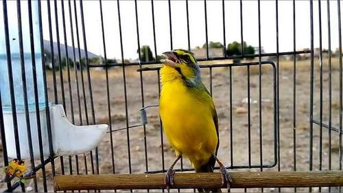 分解沙尾和亮拐的画眉鸟