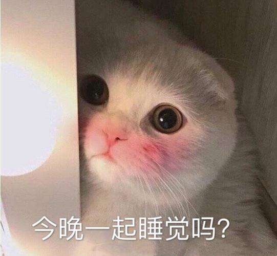 猫咪表情包 今晚一起睡觉吗?