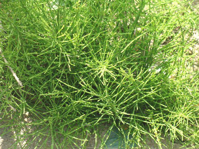 没有叶片却能吸收黄金古人靠它寻找黄金宝藏如今被当杂草铲除