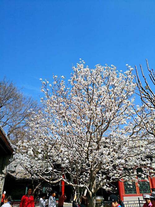 颐和园与玉兰花