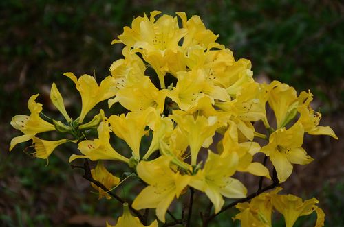 黄杜鹃