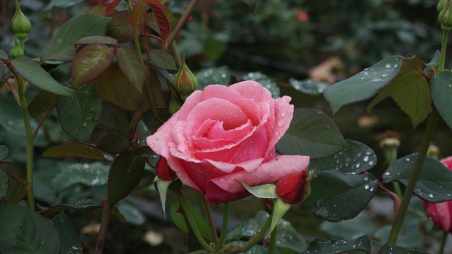 04.26 市中区平兴游坝村看梅槐花