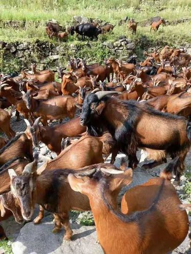 汉中本地黄山羊