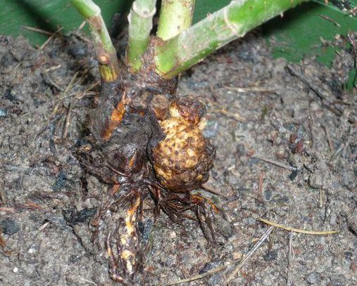 月季得了根瘤病怎么办?处理不当死一片!