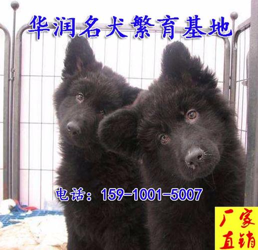 广东江门比利时牧羊犬幼犬价格