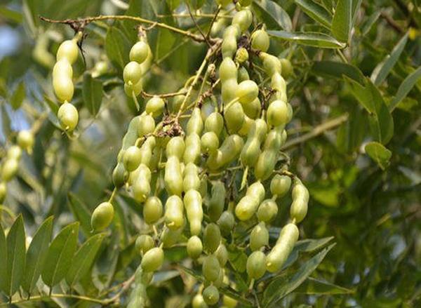红花刺槐种子价格多少钱一斤红花槐种子什么时候播种