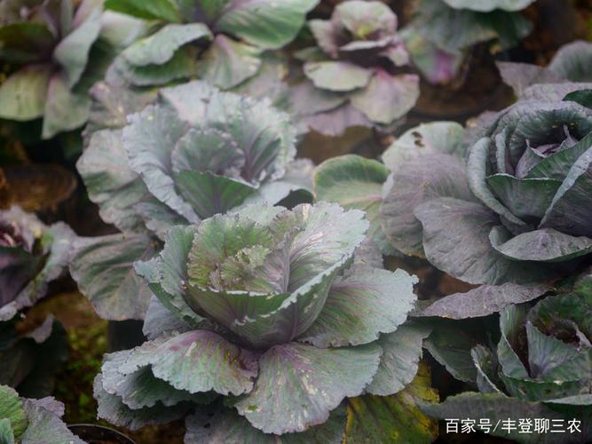 紫甘蓝经济效益比较高,田间栽种要注意这些事项
