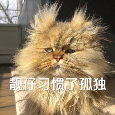 猫表情包 靓仔习惯了孤独