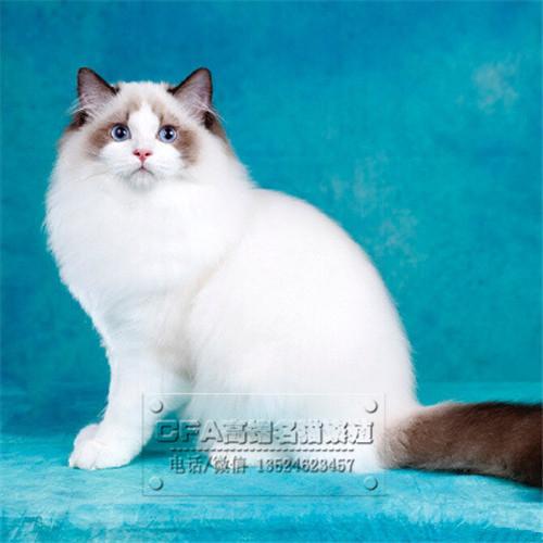 出售布偶猫活体 海豹双色布偶猫 铲屎豪门出品 双色布偶纯种