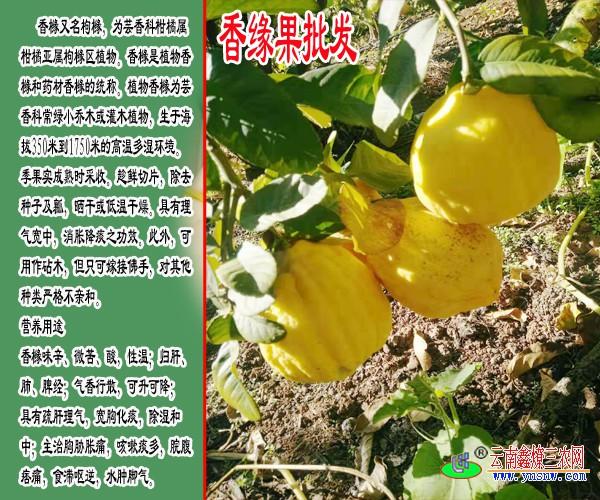 香橼功效与作用云南香橼果种植户