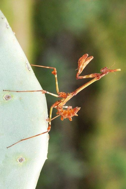 螳螂目·锥头螳科:锥头螳螂