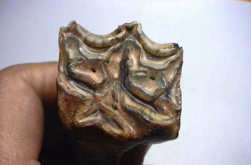 你好我想问问这是什么动物的牙齿 这算不算化石