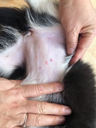 这是啥,我家狗狗这是毛囊炎么