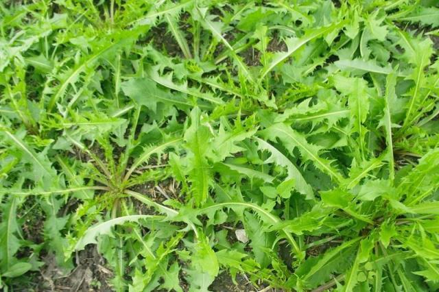农村一野草,名曰"刀伤草",名字不知为何让人联想到古代的大侠