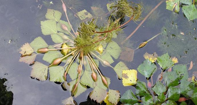 中国常见水生植物简介浮水植物二