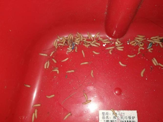 家里客厅的墙角突然发现像蛆一样的虫子,是什么东西啊