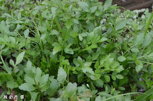 水芹菜