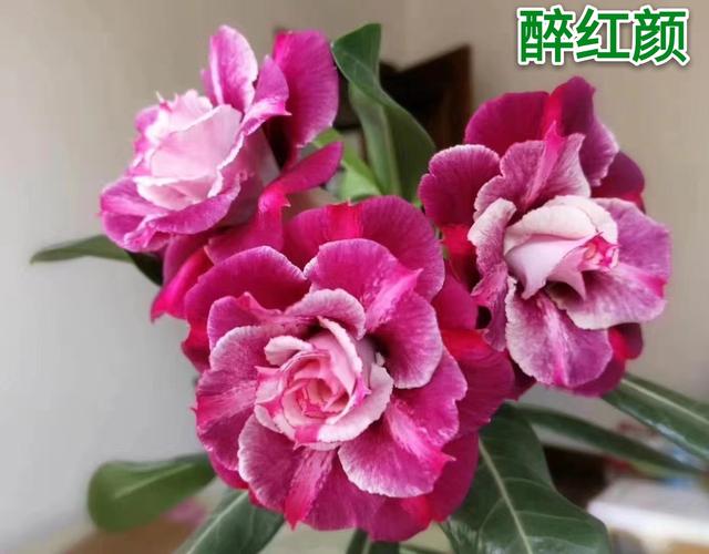 重瓣沙漠玫瑰花_沙漠玫瑰一物一拍重瓣_沙漠玫瑰苗嫁接_ 嫁接重瓣沙漠